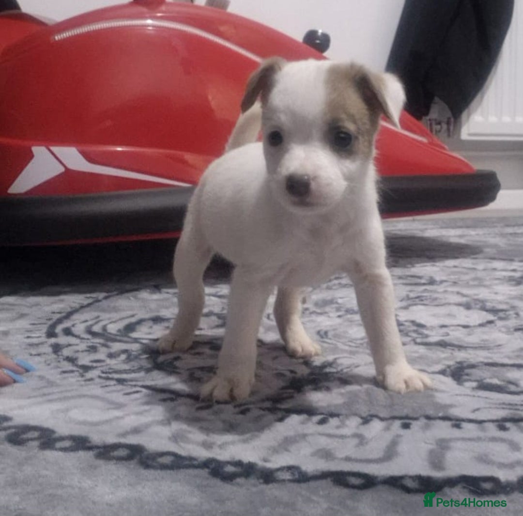Jack Russell dogs for sale: Jack russell puppy's  - Image 16