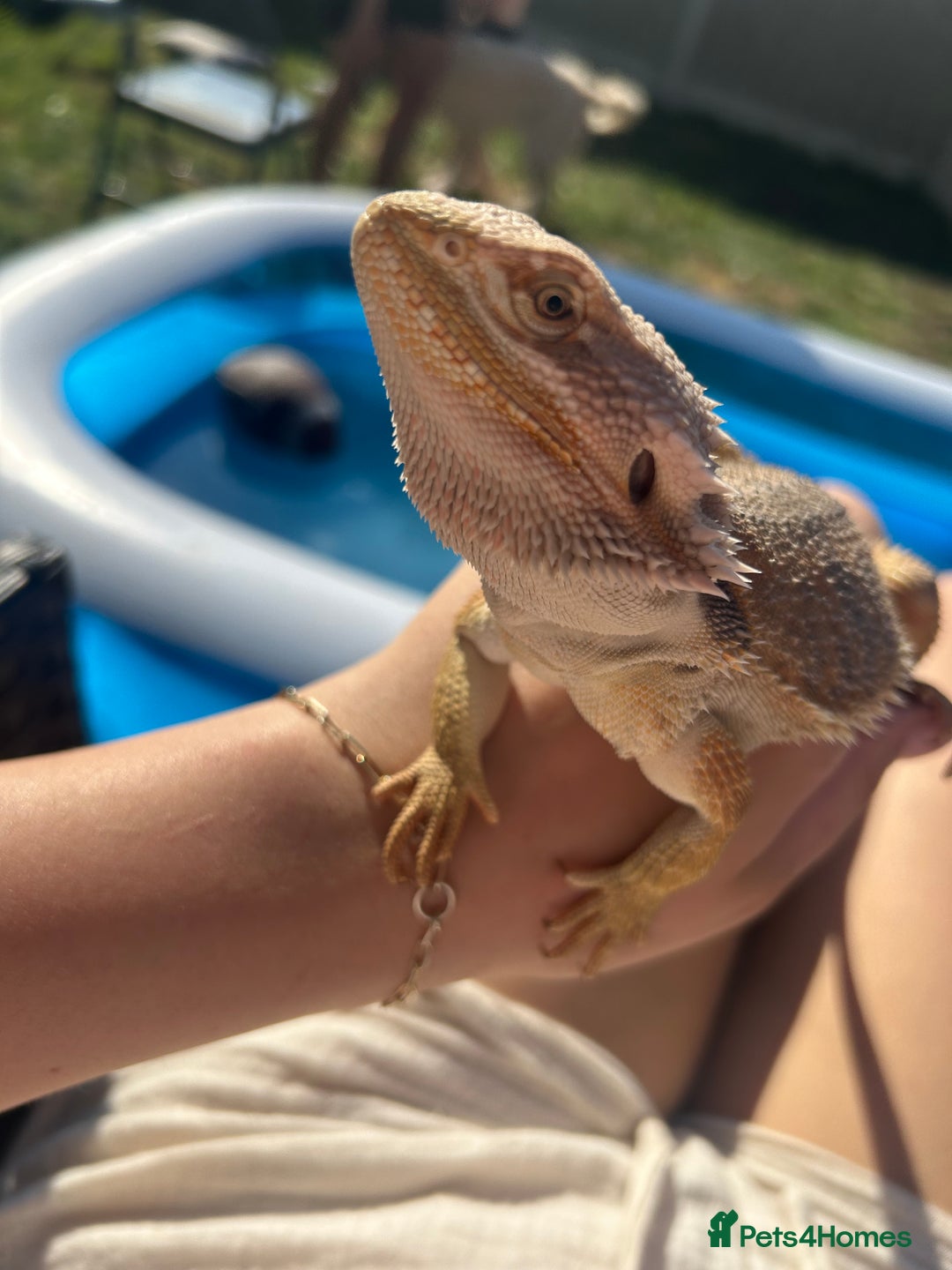 Bearded Dragon reptiles for sale: Bearded dragon Monty  - Advert 1