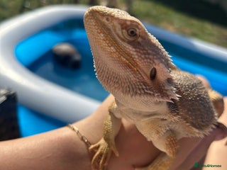 Bearded Dragon reptiles Bearded dragon Monty - Advert 4