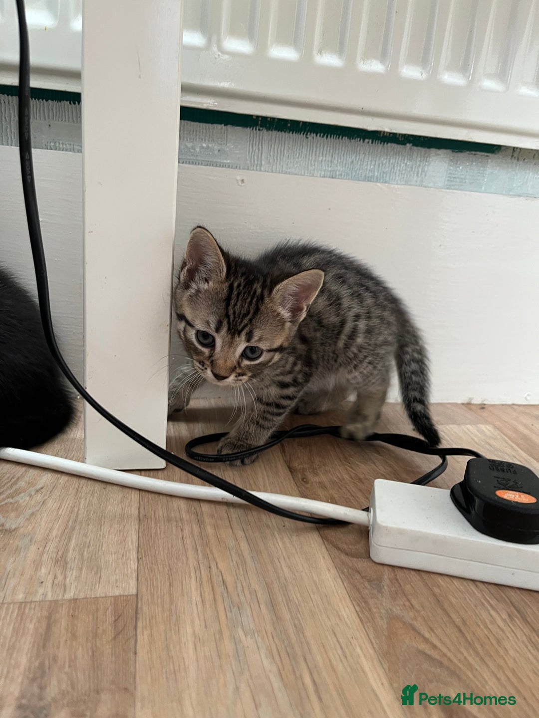 Mixed Breed cats for sale: 2 Tabby Kittens Looking for Loving Homes  - Advert 3