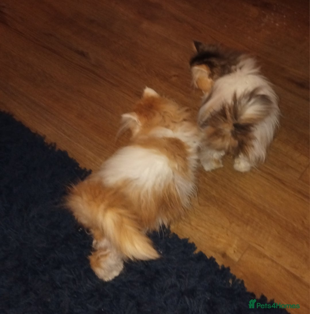 Persian cats for sale: Beautiful persian kittens  - Advert 2