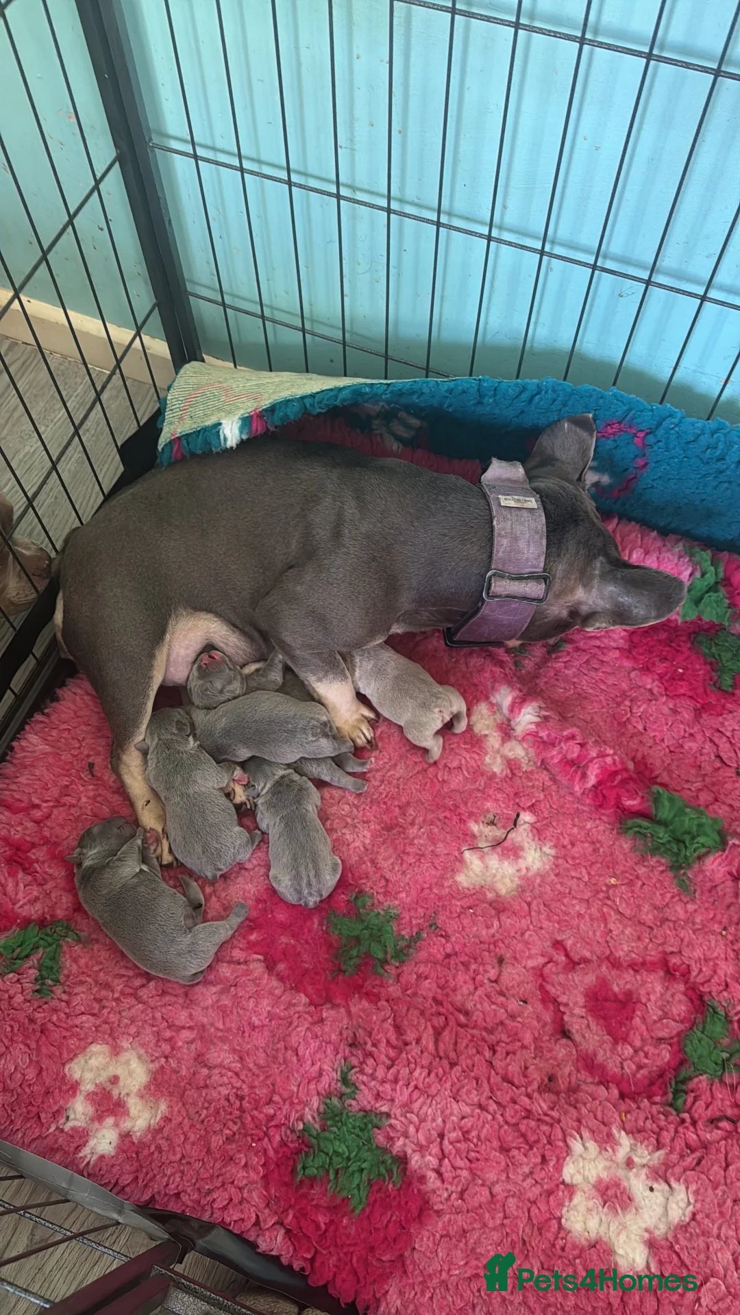French Bulldog dogs for sale: Beautiful French bulldog pups in Milton Keynes - Advert 4