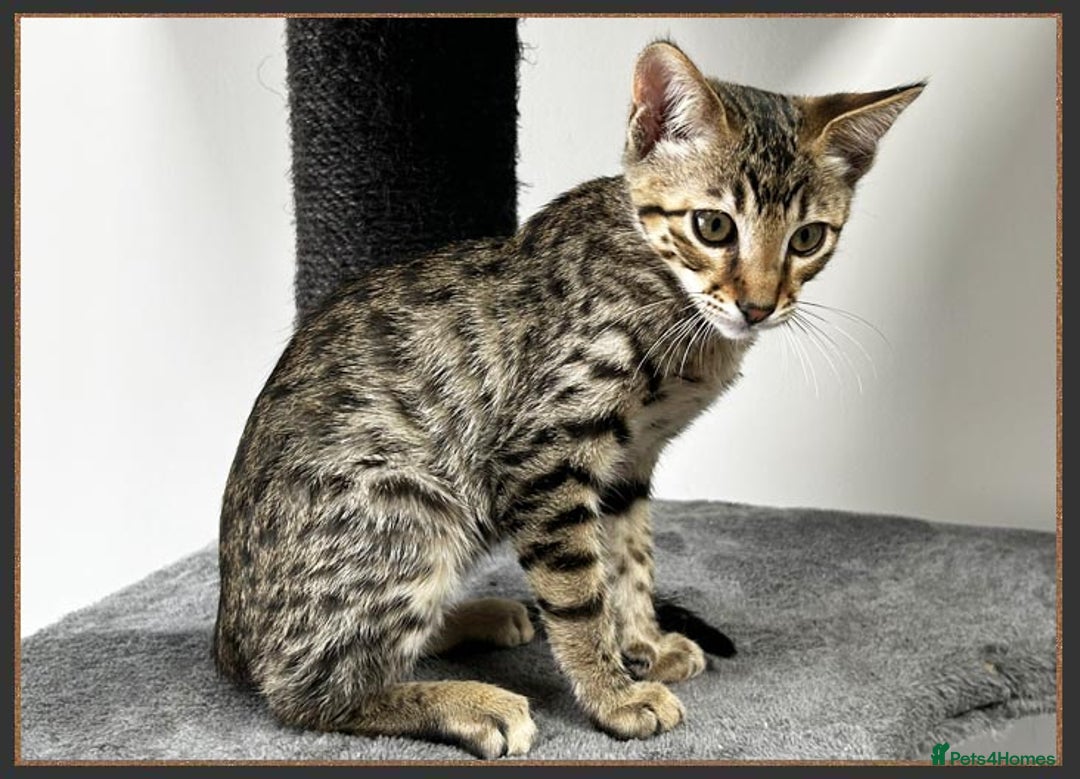 Savannah cats for sale: Ready to go F5 SBT Savannah kittens in Bingley - Image 9