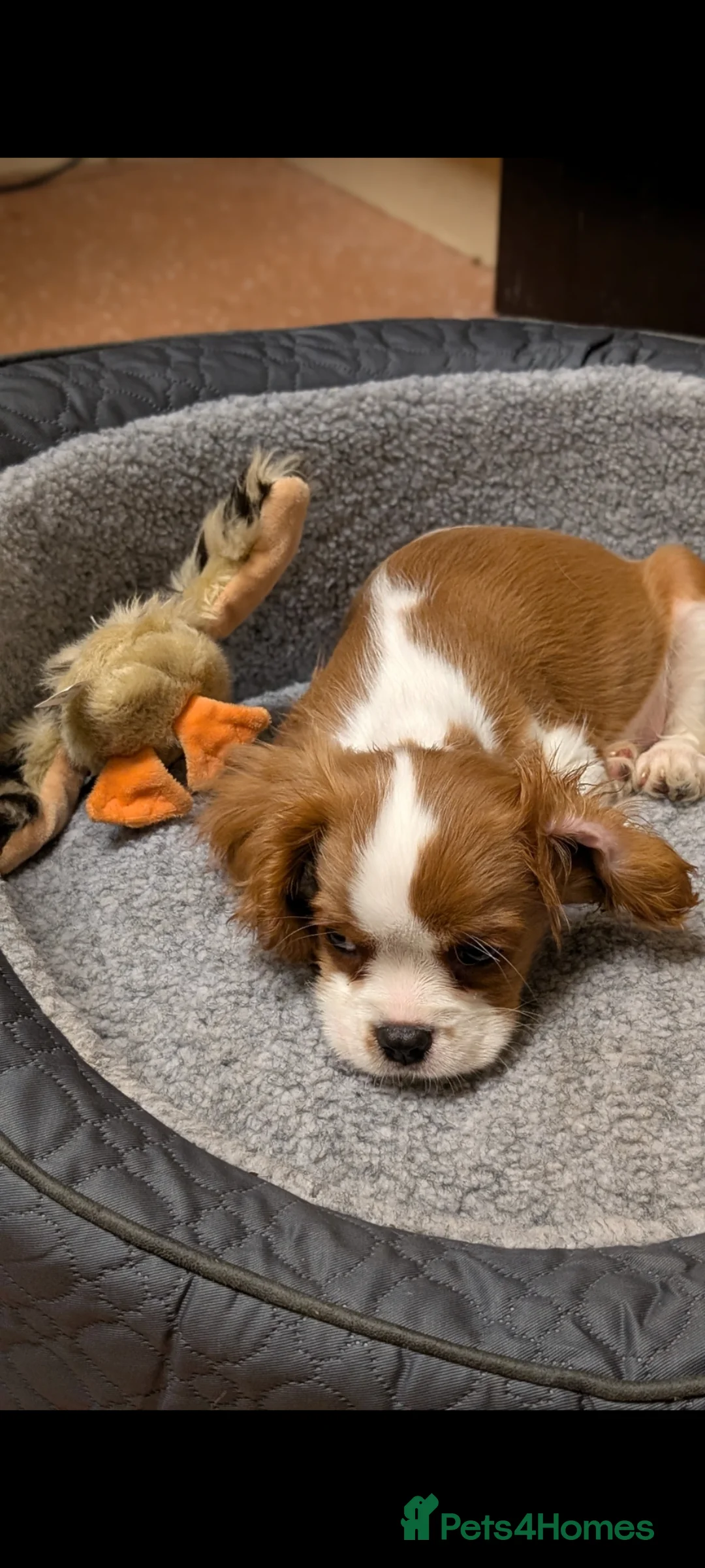 Cavalier King Charles Spaniel dogs for sale: Blenheim Cavalier King Charles Spaniel boy puppy in Berkeley - Advert 16