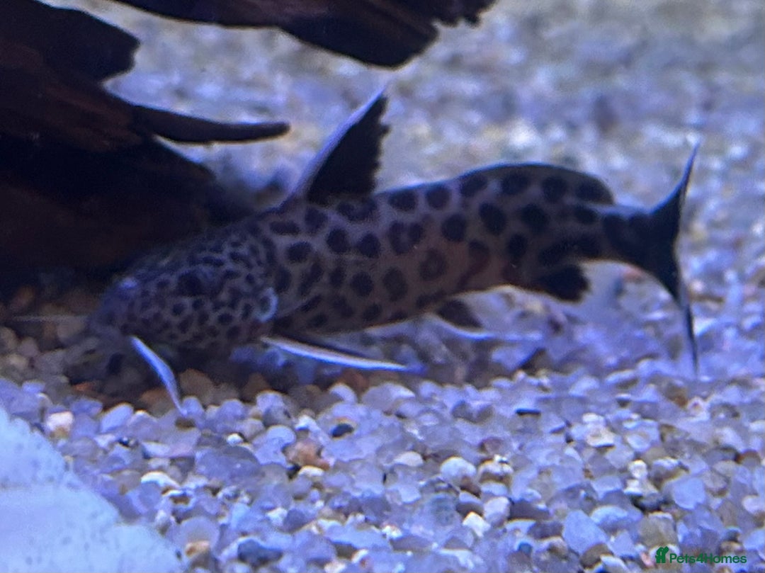 Other/Mixed Breed fish for sale: Tropical fish  - Image 8