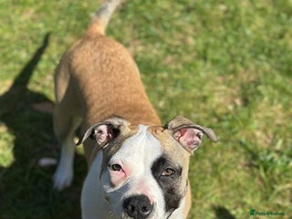 Mixed Breed dogs Lulu - Advert 2