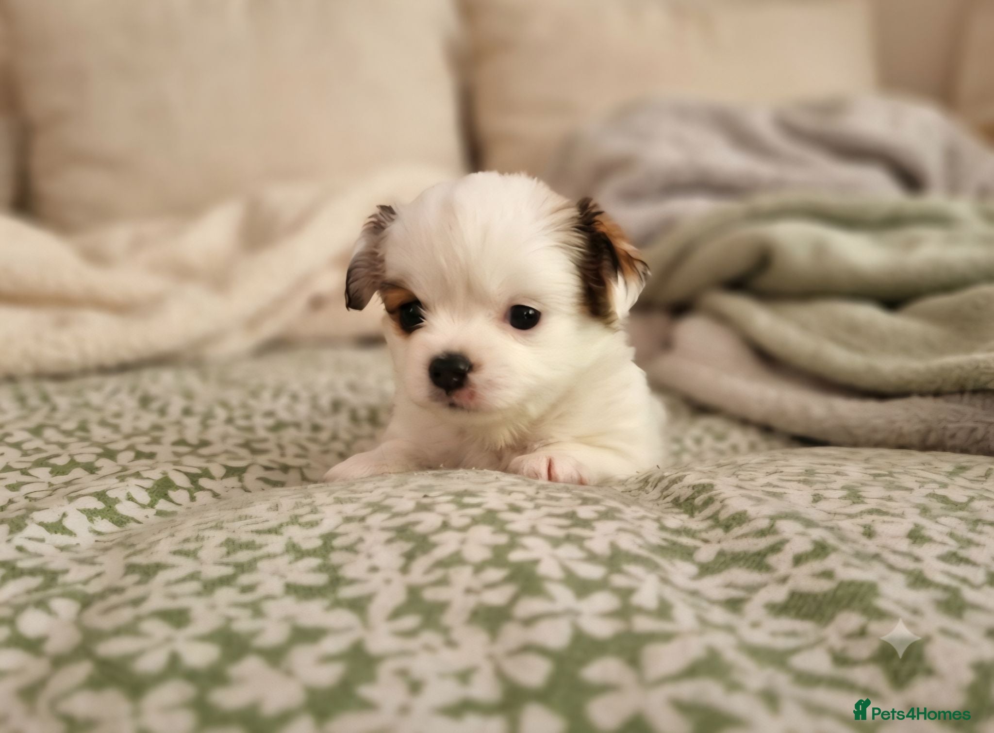 Chihuahua dogs Beautiful KC Registered girl Willow - Advert 1