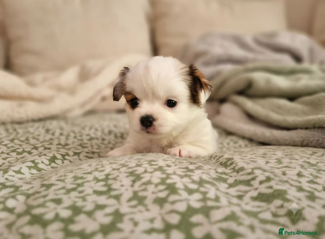 Chihuahua dogs for sale: Beautiful KC Registered girl Willow - Advert 1
