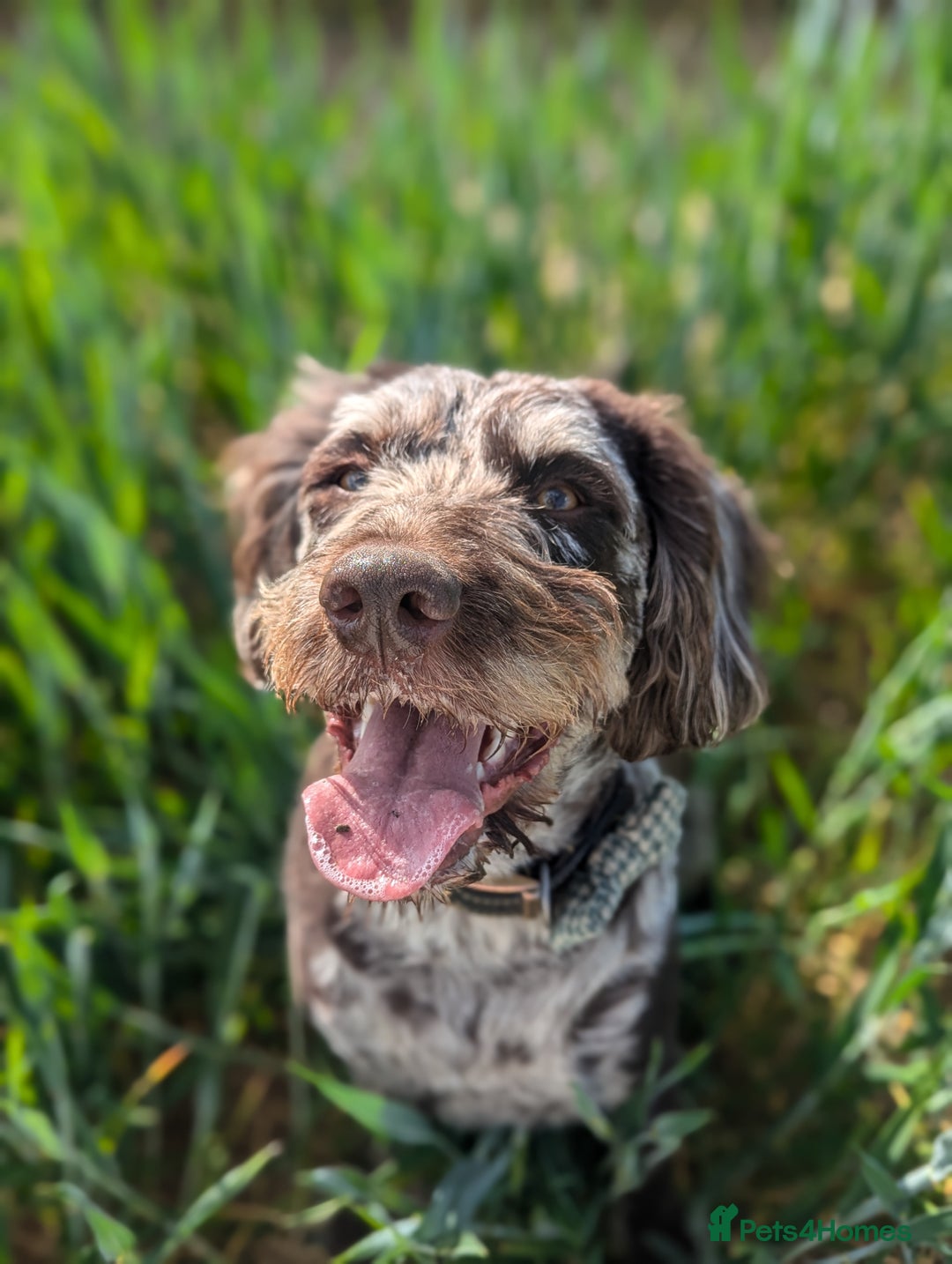 Labradoodle dogs for sale: Meet Elton – Our Beautiful Labradoodle  - Image 1