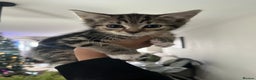Bengal cats for sale: Two Purebred Bengal Kittens Male & Female  - Advert 4