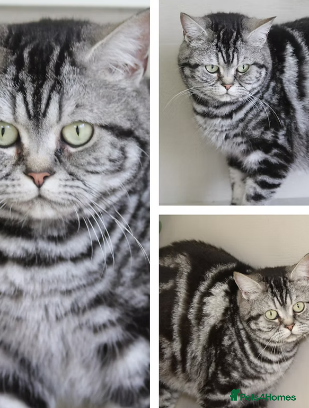 British Shorthair cats for sale: Most Perfect Teddy Bear - Available Now! - Advert 5