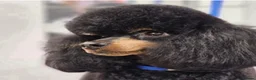 Cockapoo dogs for sale: Stunning F1B cockapoo puppies   - Advert 12