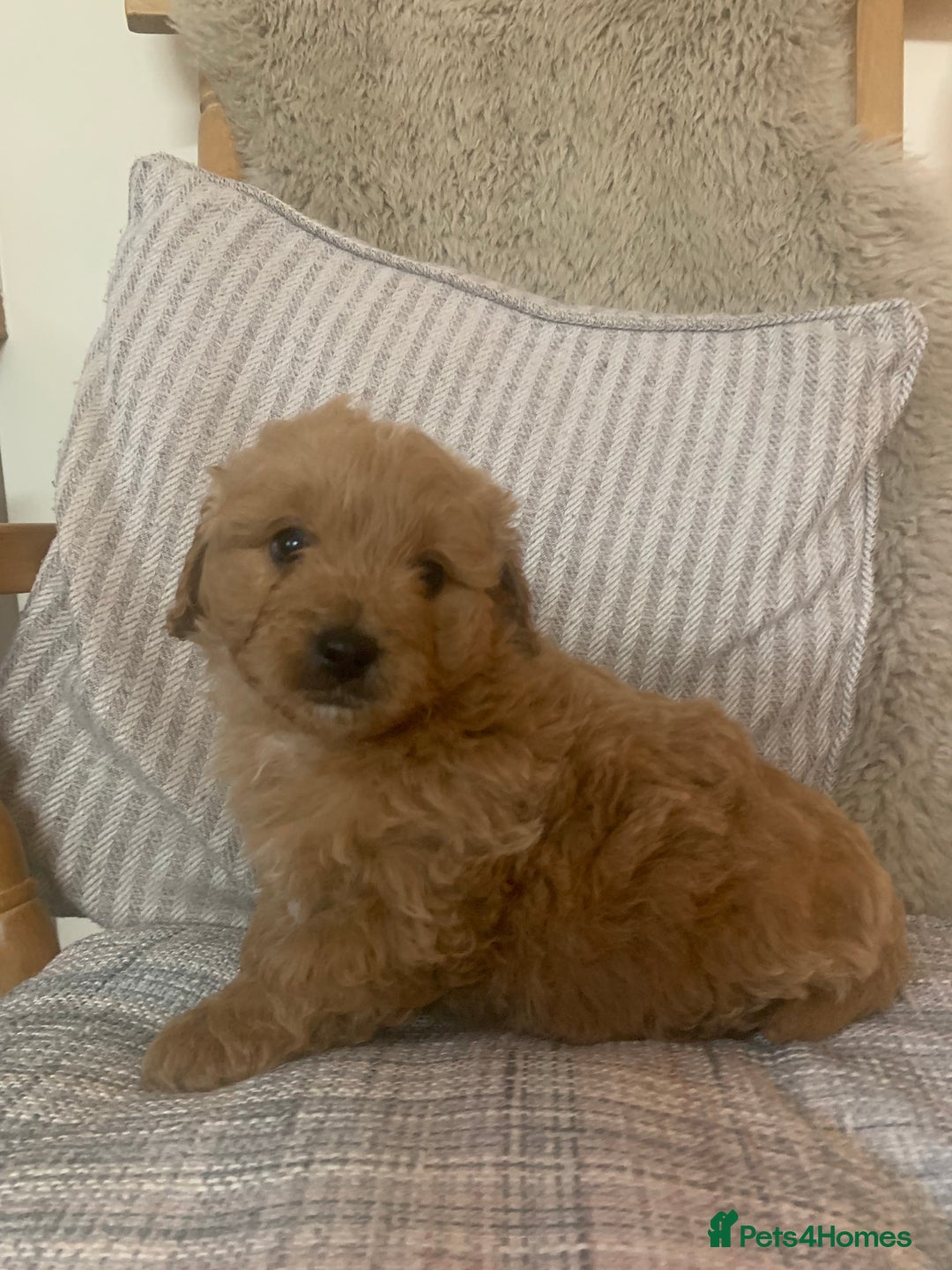 Mixed Breed dogs for sale: Cavapoo/Westiepoo - Advert 10