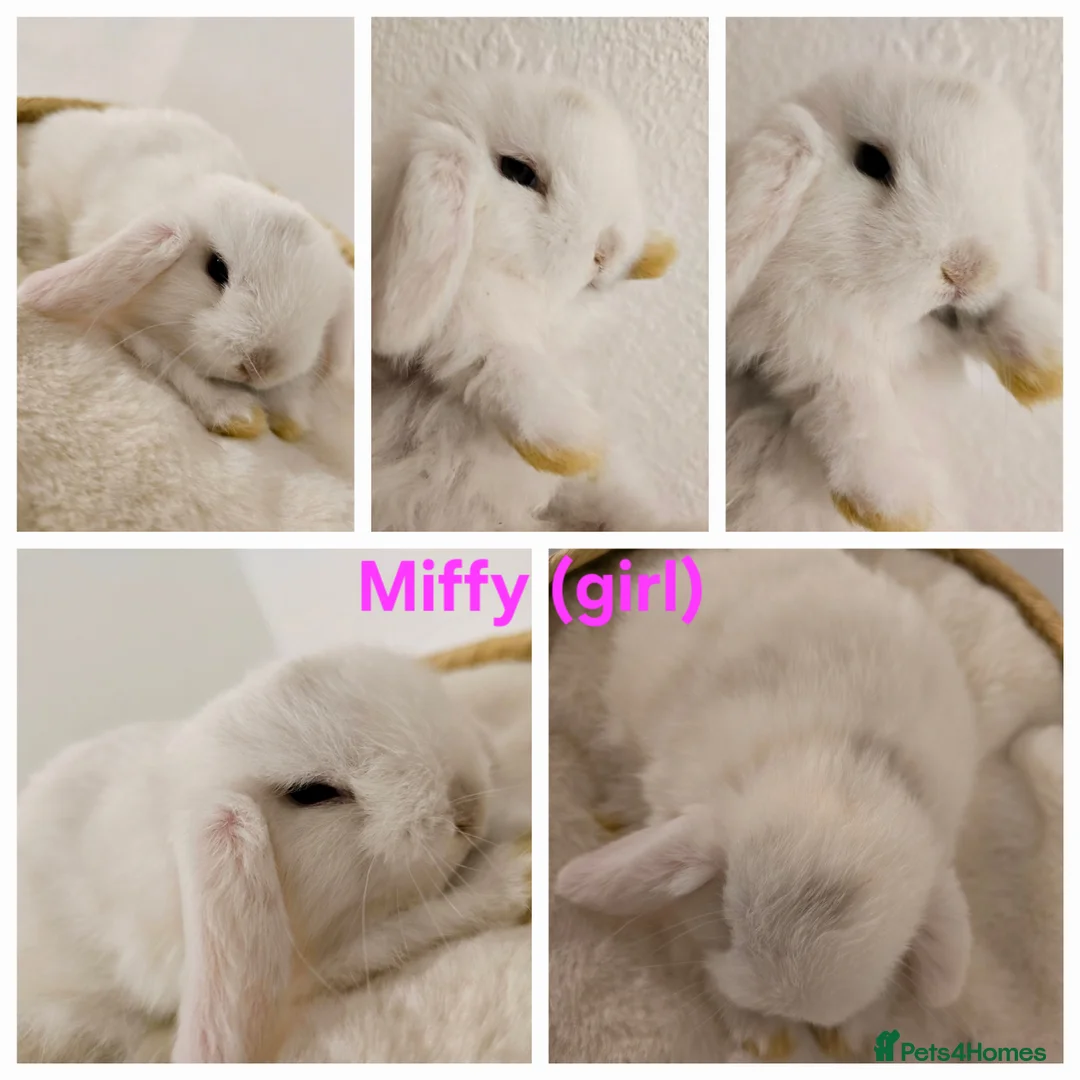 Mini Lop rabbits for sale: Beautiful mini lops x9 - Advert 3