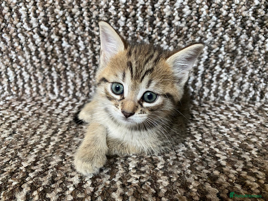 Mixed Breed cats for sale: Four gorgeous kittens  - Image 26