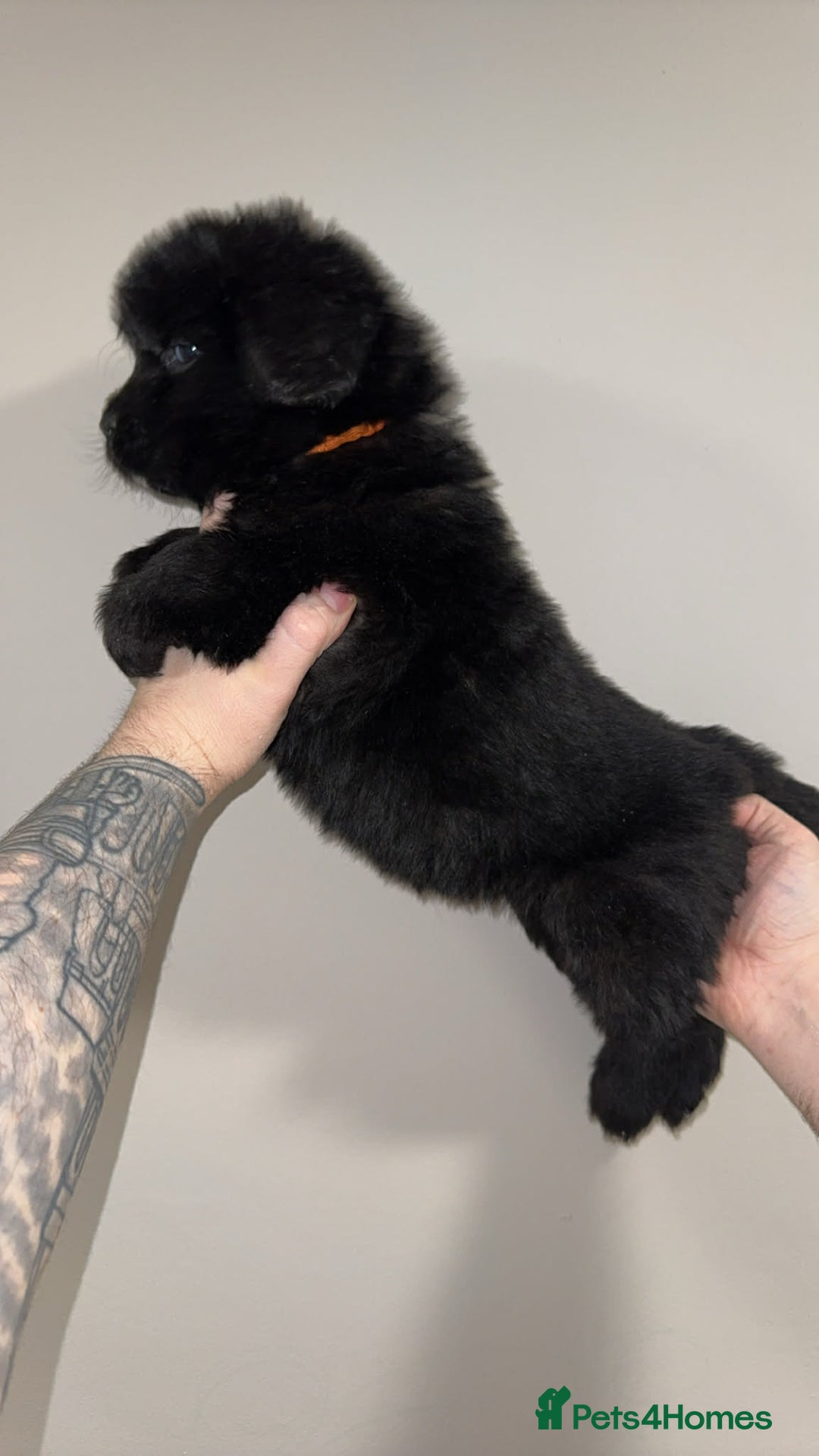 Newfoundland dogs for sale: Stunning Newfoundland Puppies Kc Reg 🐾  - Advert 3