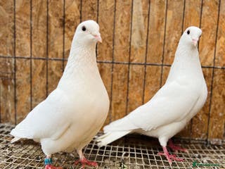 Pigeons birds Pure white English garden doves - Advert 6