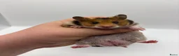 Hamster rodents for sale: Pedigree Syrian hamster pups  - Advert 23