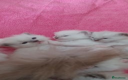 Ragdoll cats for sale: Blue mitted ragdoll kittens - Image 4