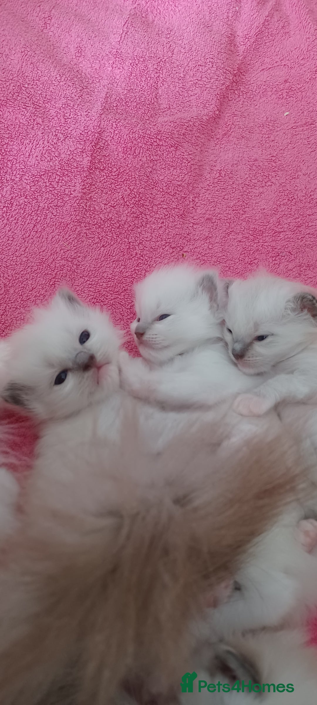 Ragdoll cats for sale: Blue mitted ragdoll kittens - Image 4