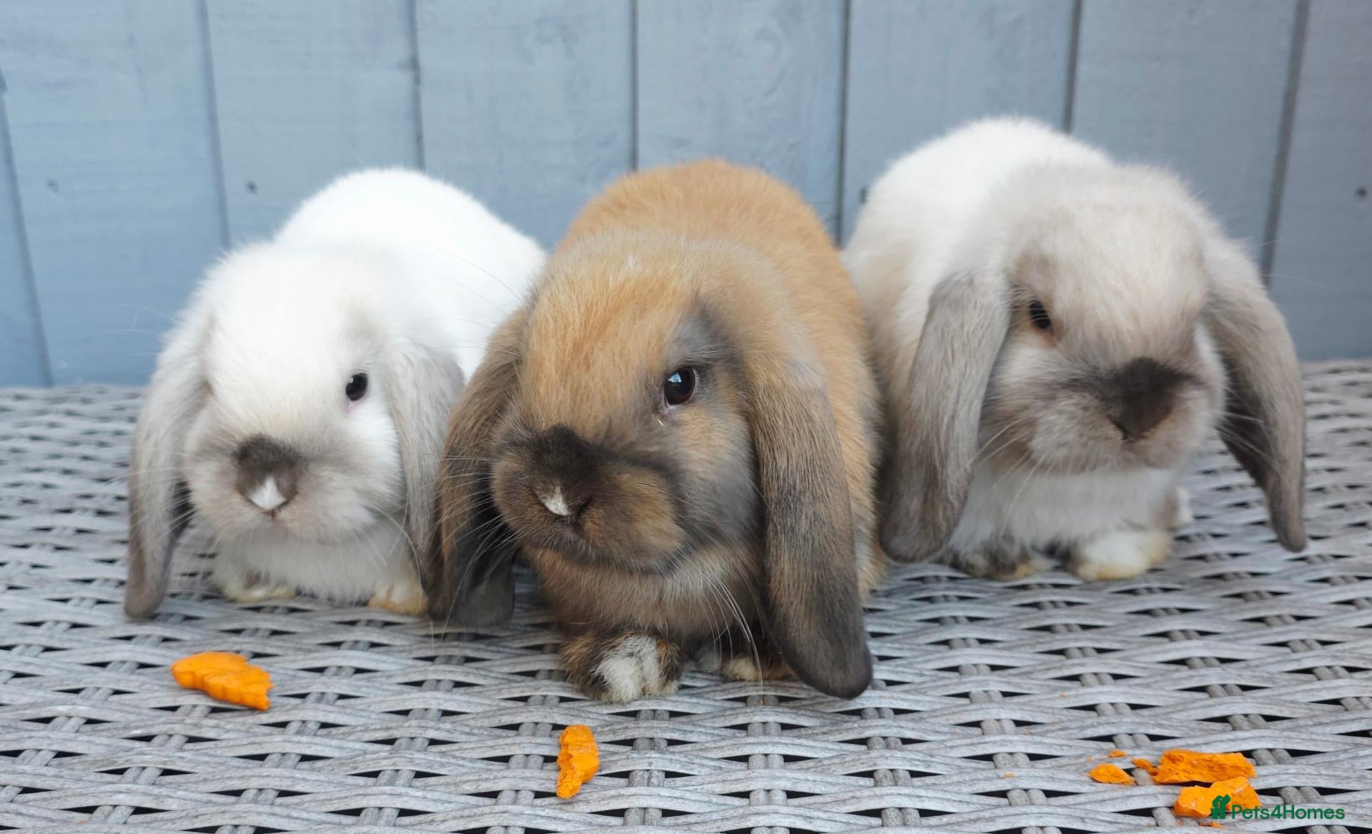 Mini Lop rabbits Gorgeous Baby Mini Lop Girl - Advert 2