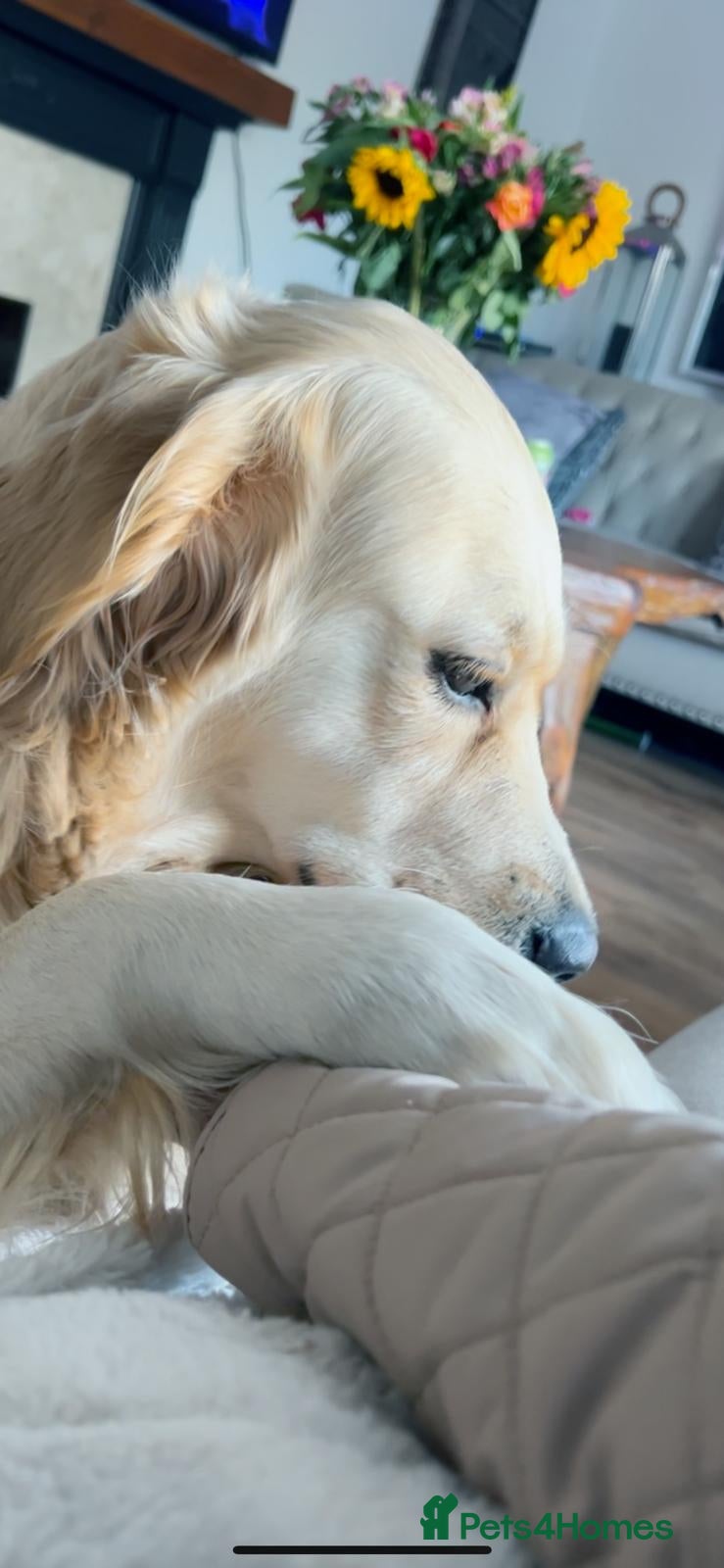 Golden Retriever dogs Our Beautiful Golden Retriever Lilly in Swadlincote - Advert 3