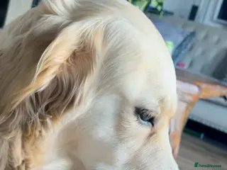 Golden Retriever dogs Our Beautiful Golden Retriever Lilly in Swadlincote - Advert 3