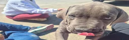 Boerboel dogs for sale: STUNNING NABBR REGISTERED GIRLS.  - Advert 7
