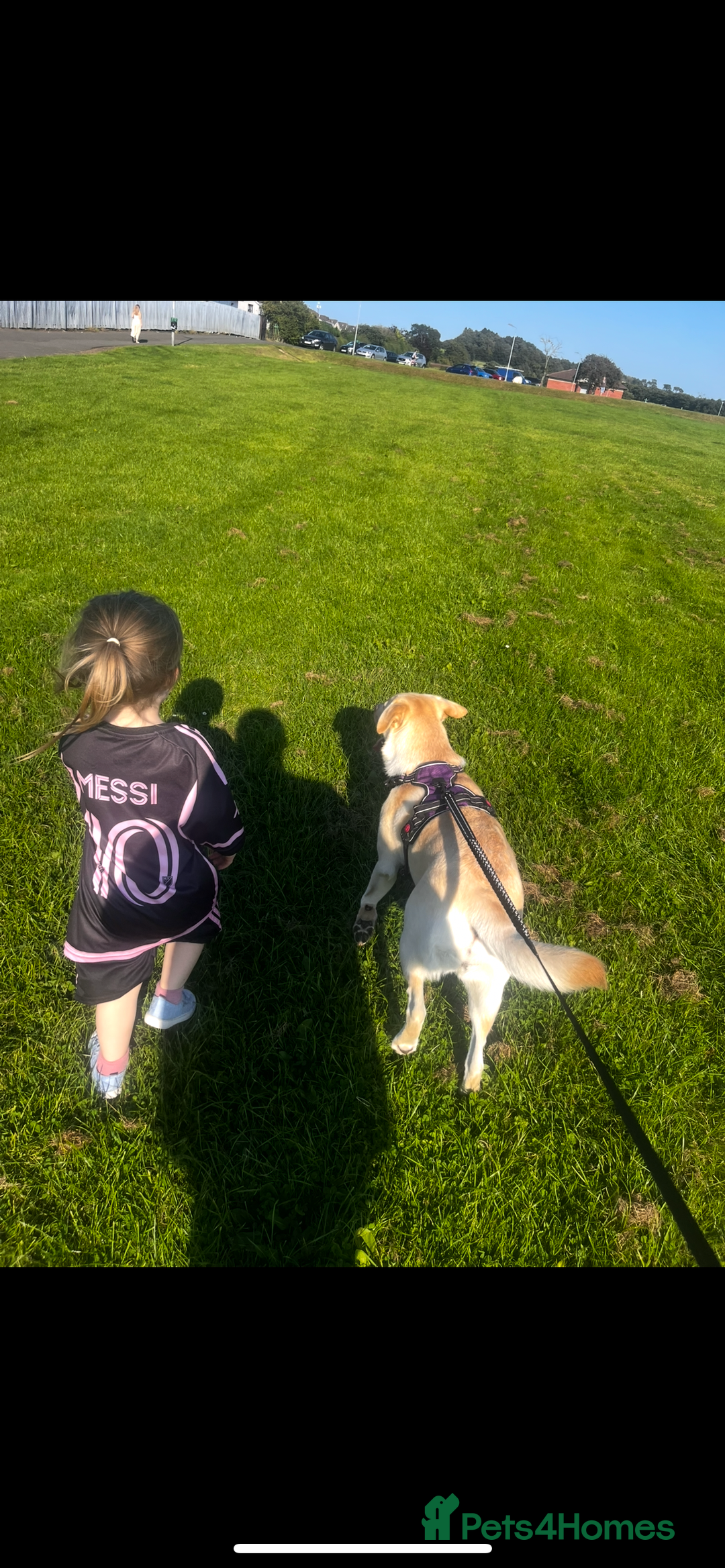 Labrador Retriever dogs for sale: 1 year old Labrador retriever for sale - Image 4