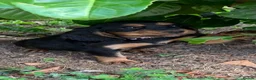 Cocker Spaniel dogs for sale: Cocker spaniel puppies - Advert 17