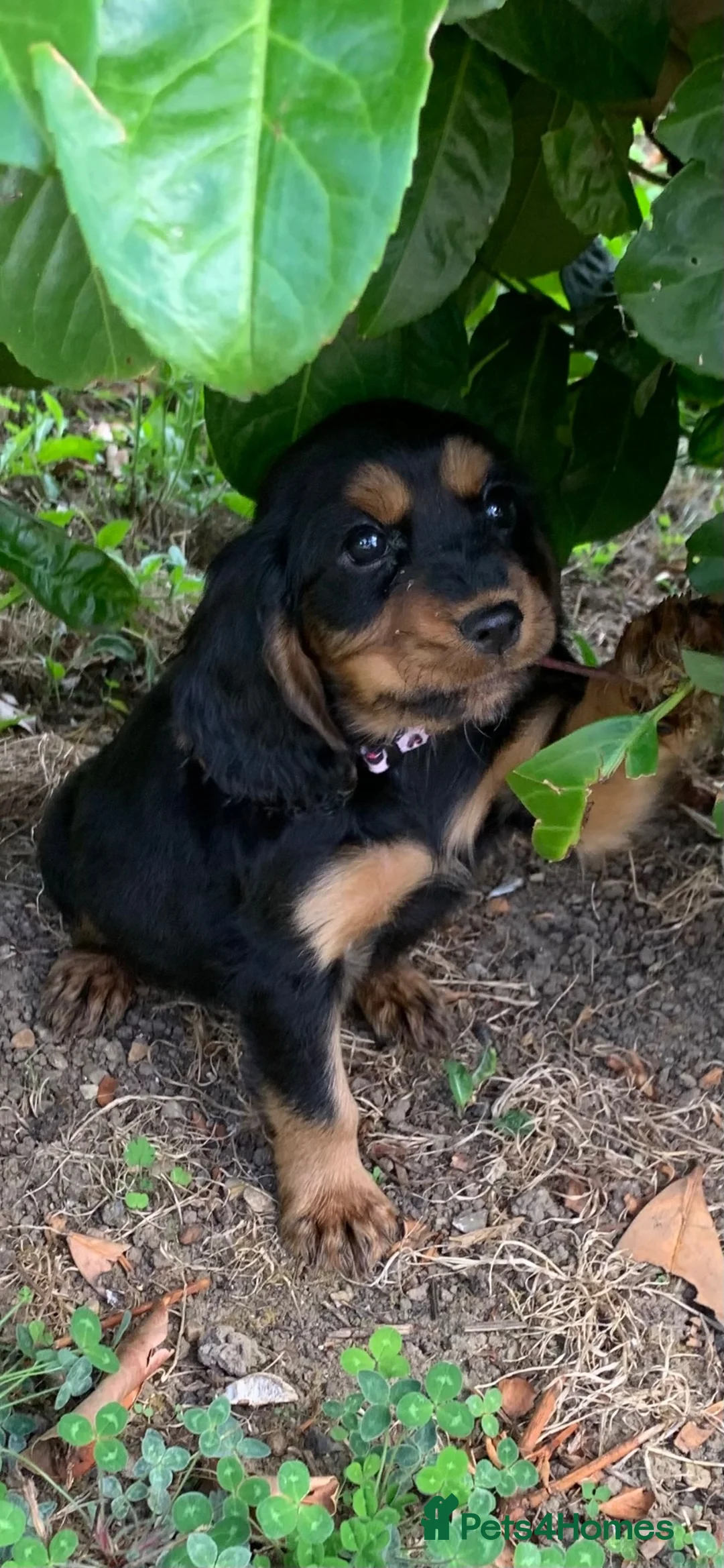 Cocker Spaniel dogs for sale: Cocker spaniel puppies - Advert 17