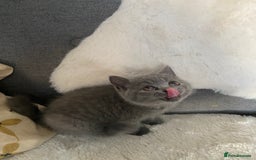 British Shorthair cats for sale: British shorthair KITTENS GIRLS-READY NOW - Image 6