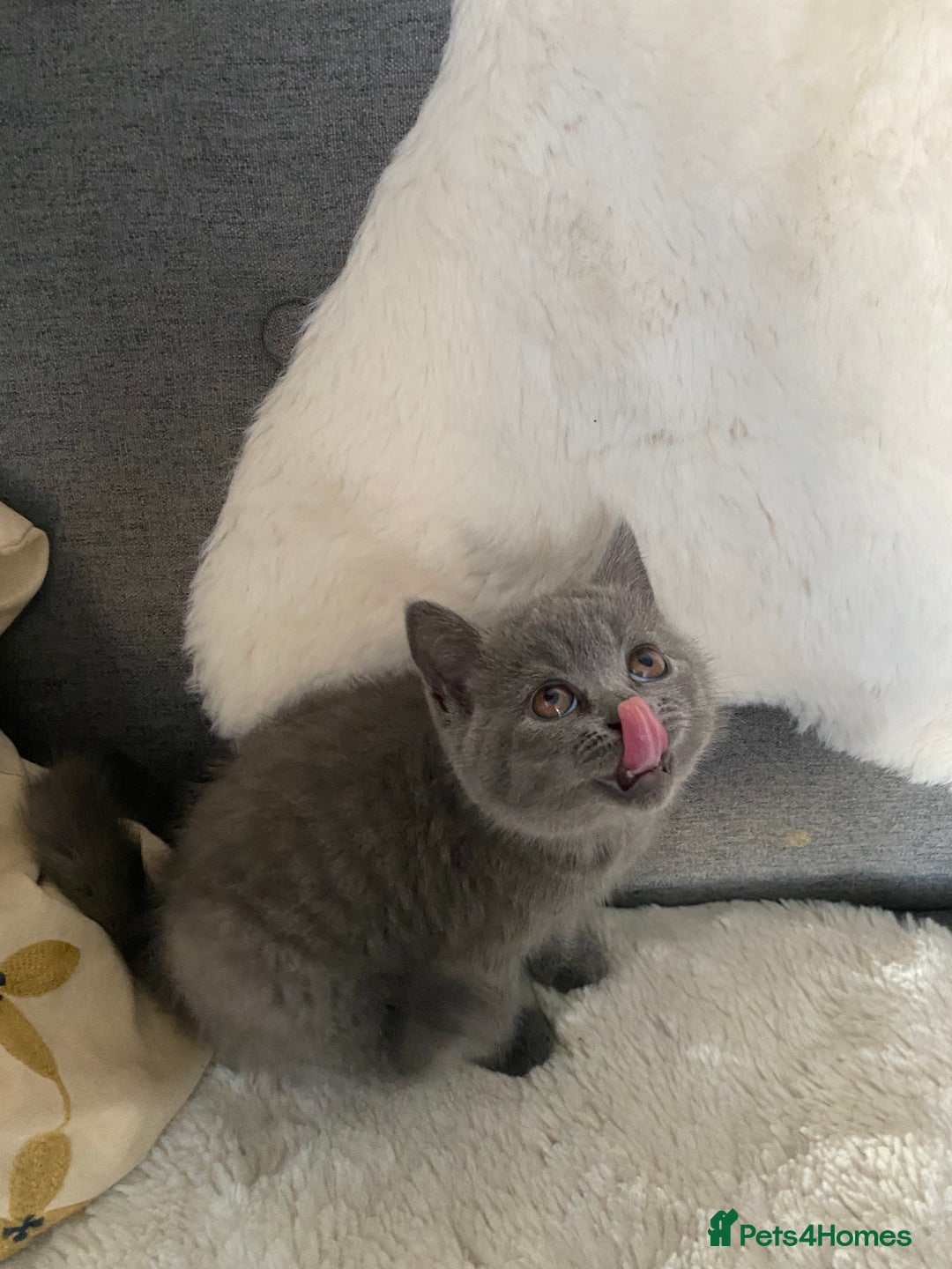 British Shorthair cats for sale: British shorthair KITTENS GIRLS-READY NOW - Image 6
