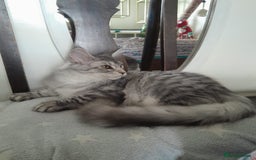 Maine Coon cats for sale: black silver classic tabby polydactyl girlTICA MC - Advert 4