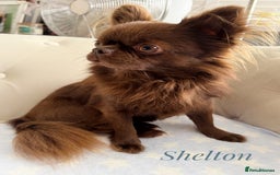 Chihuahua dogs for stud: Solid chocolate KC LC Ukrainian import DNA tested  in Stafford - Image 1