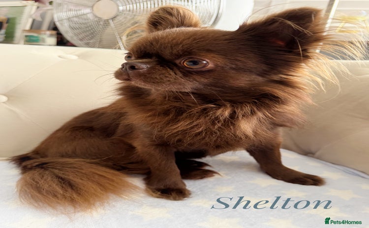 Chihuahua dogs in Stafford - Advert 4
