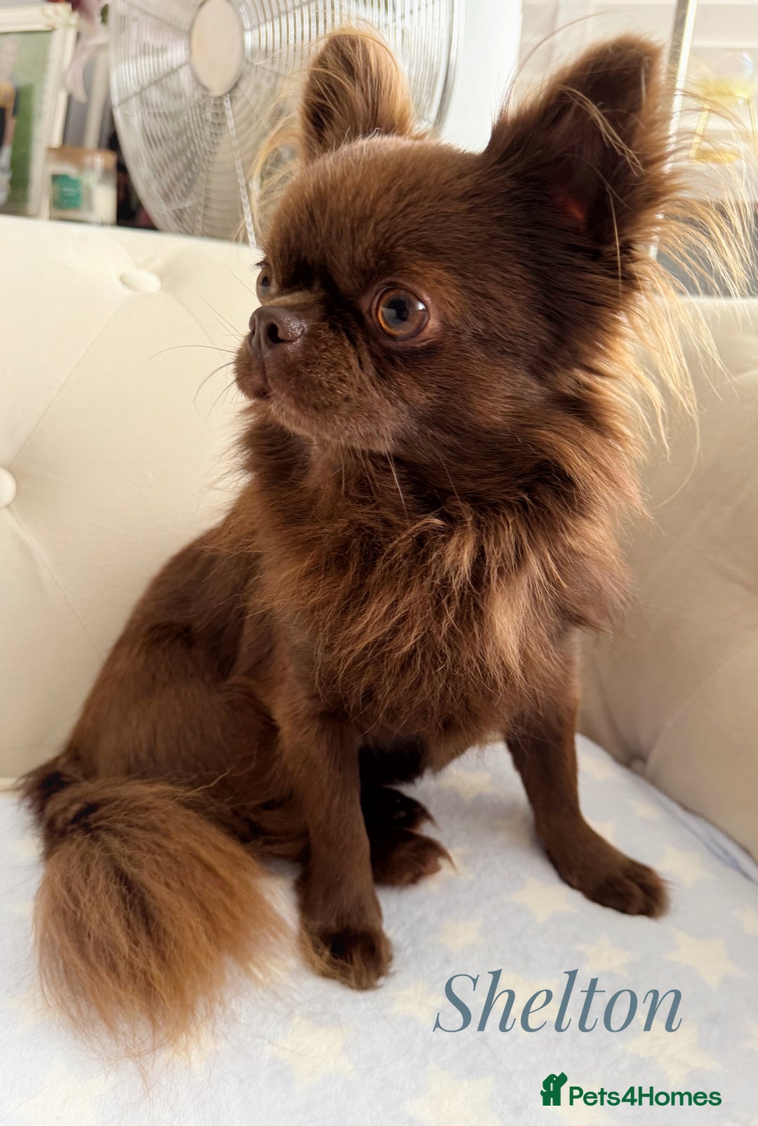 Chihuahua dogs for stud: Solid chocolate KC LC Ukrainian import DNA tested  in Stafford - Image 1