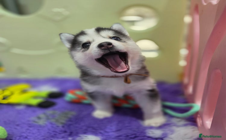 Pomsky dogs - Advert 3