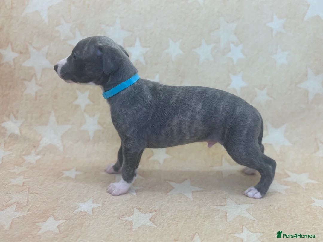 Whippet dogs for sale: Top quality KC registered Whippet pups - Advert 4