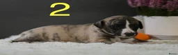 Whippet dogs for sale: Unique whippet brindle puppies in Derby - Advert 7