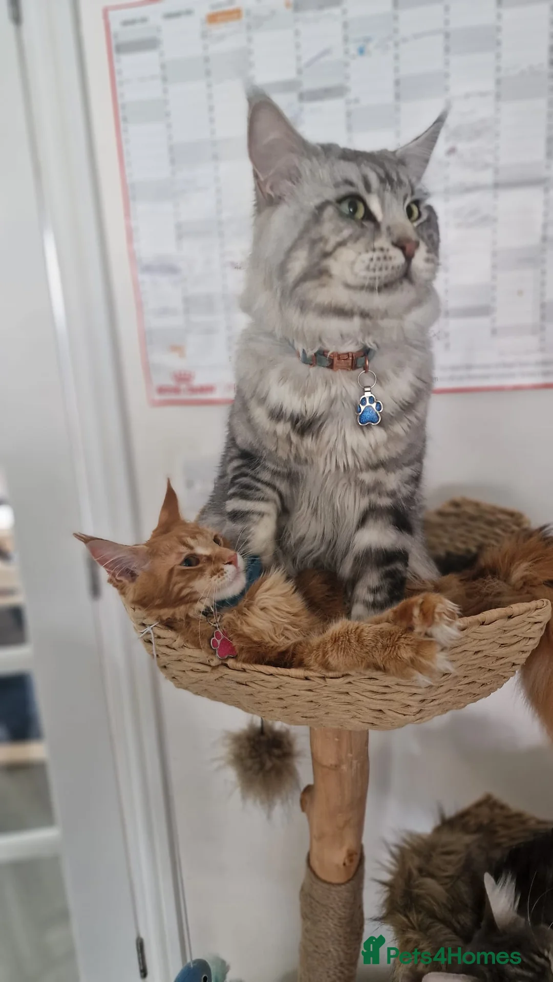 Maine Coon cats for stud: 2 XL Proven Studs 1 of them is a Tica Champion   in Royston - Advert 2
