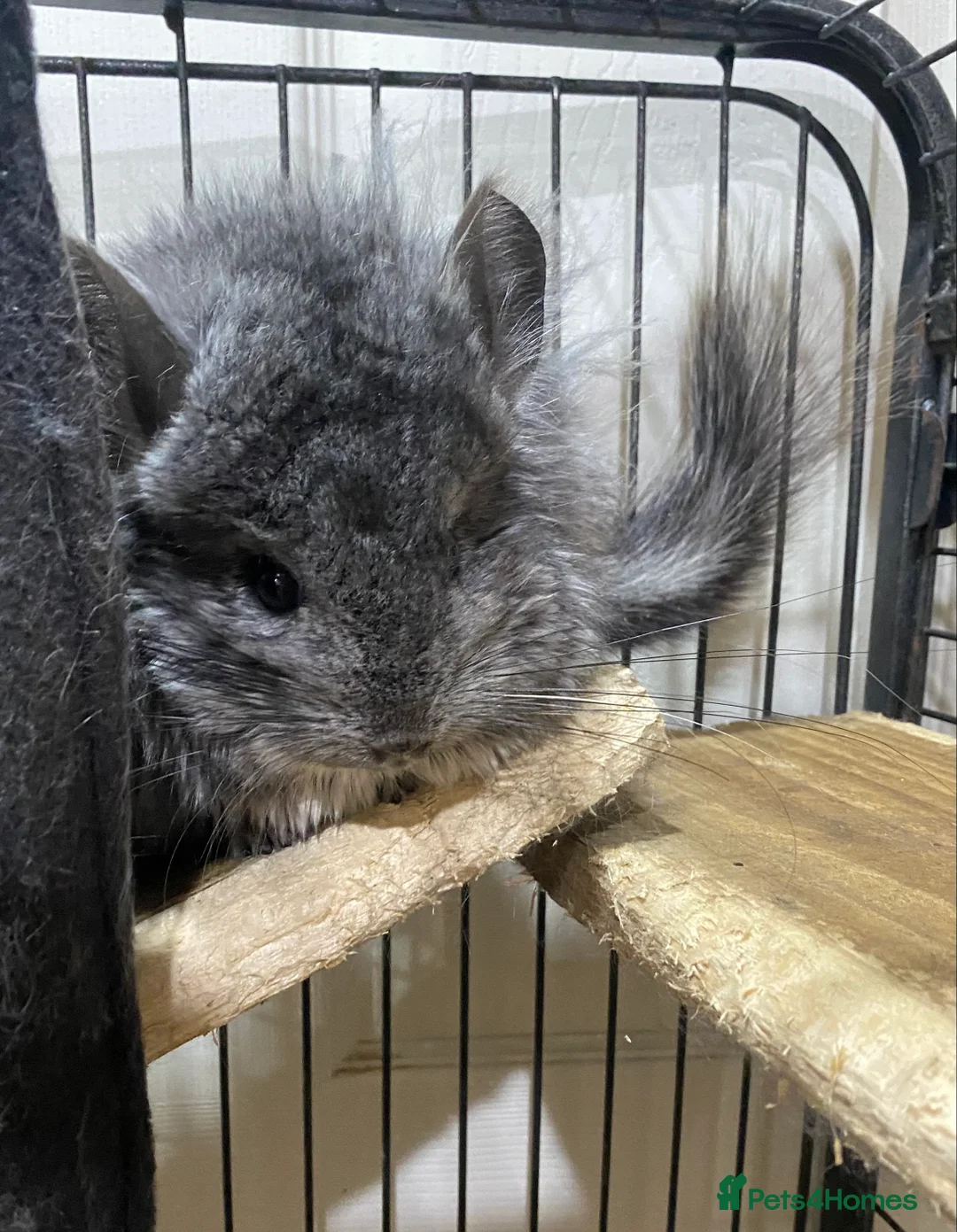 Chinchilla rodents for sale: RPA (Angoran) Handsome Chinchilla Brothers  - Advert 3