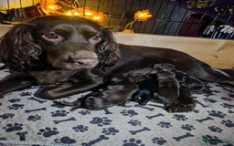 Cocker Spaniel dogs for sale: Cocker spaniel puppies - Image 17