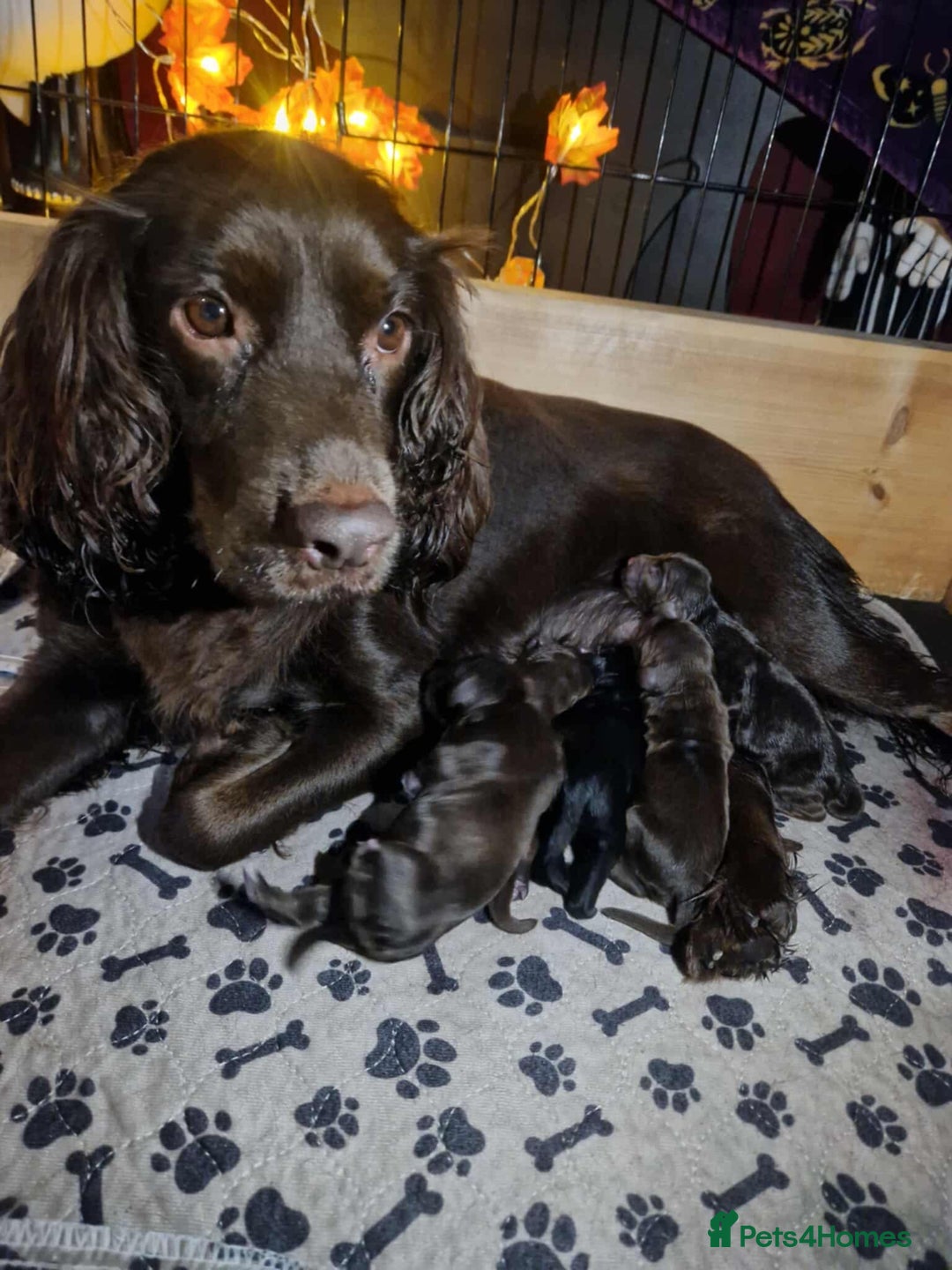 Cocker Spaniel dogs for sale: Cocker spaniel puppies - Image 17