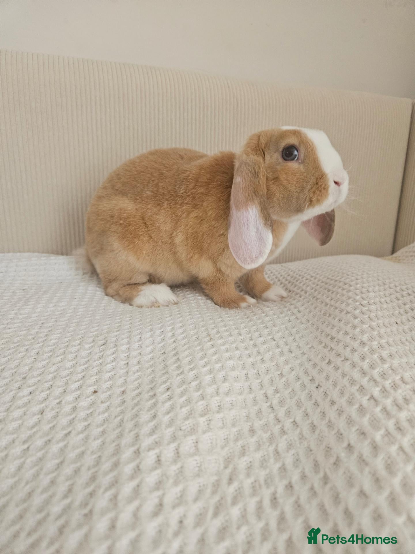 Mini Lop rabbits 🩷Purebred mini plush lop teddy bears🩵🧸 - Advert 2