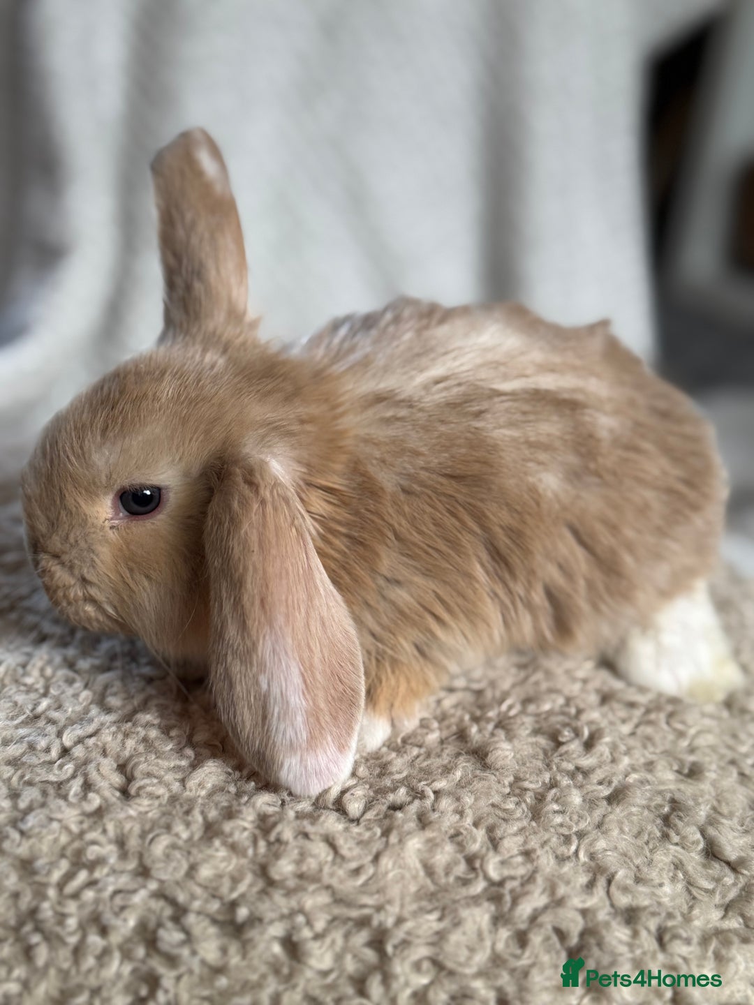 French Lop rabbits for sale: ❤️ Hand Raised French Lop Babies - Advert 18