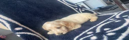 Cocker Spaniel dogs for sale: Cocker spaniel puppies  - Advert 7