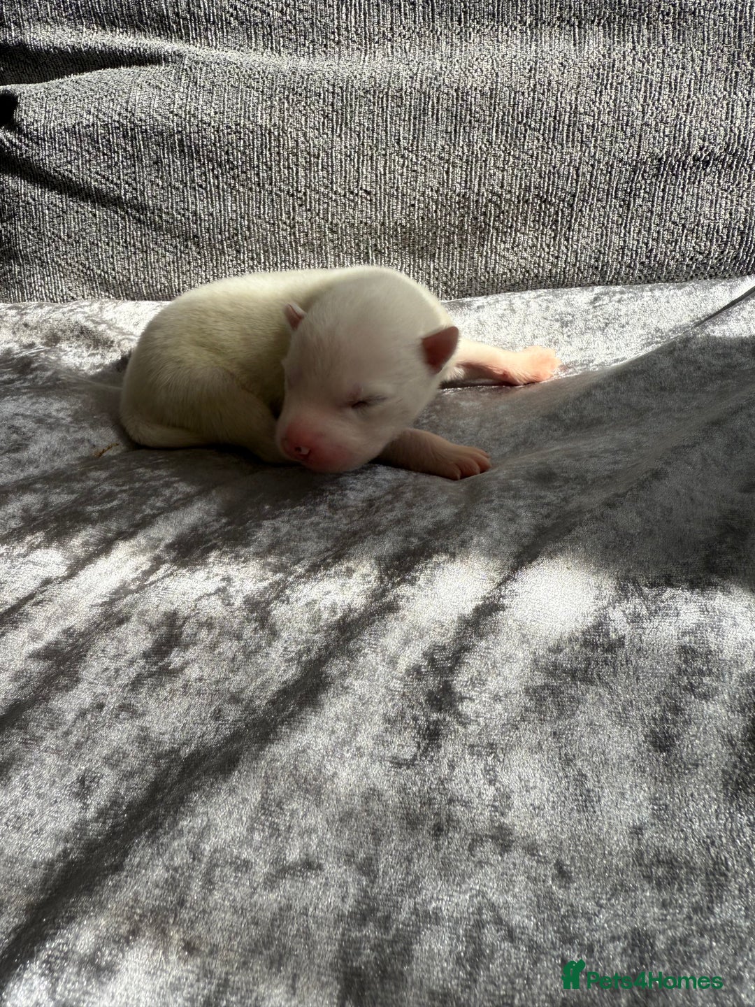 Siberian Husky dogs for sale: 2 stunning Siberian husky puppies for sale - Image 6
