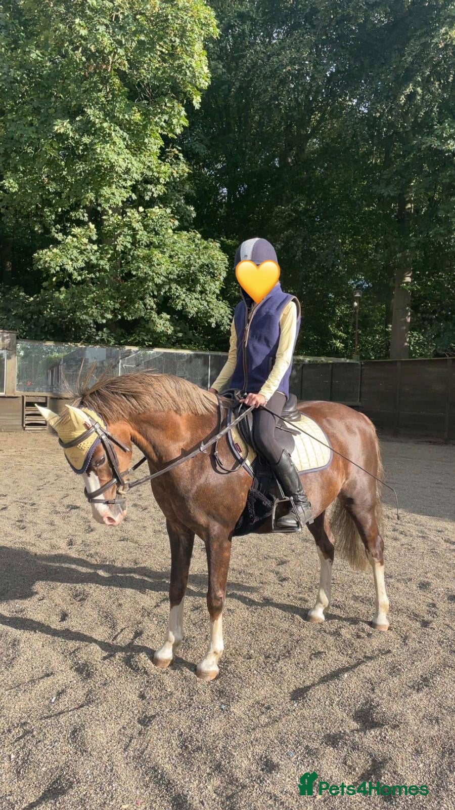 Welsh Section B horses Welsh B 13h gelding all rounder - Advert 1