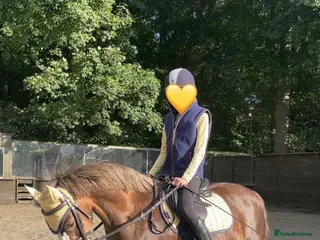 Welsh Section B horses Welsh B 13h gelding all rounder - Advert 2